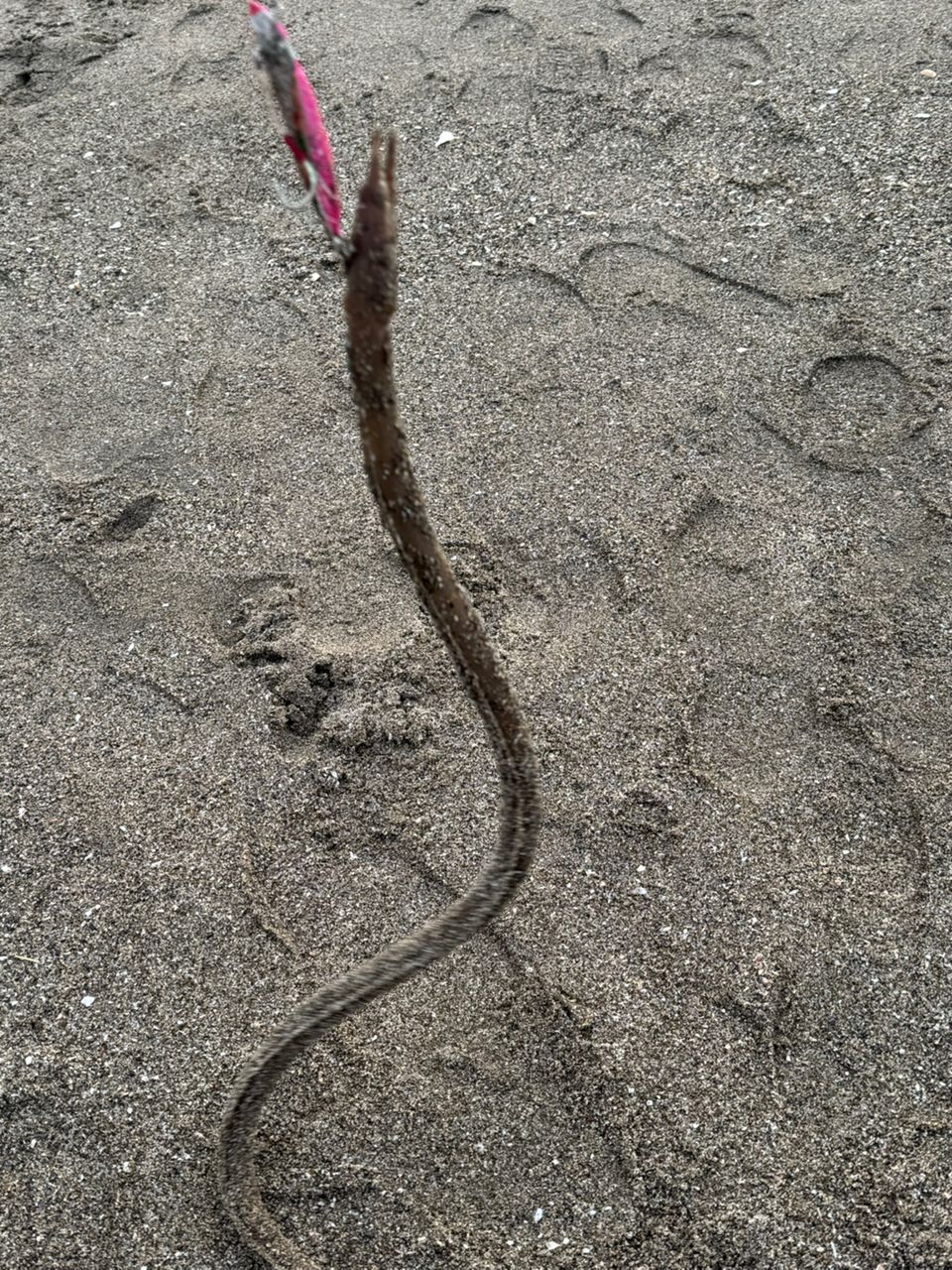 ダイナンウミヘビ