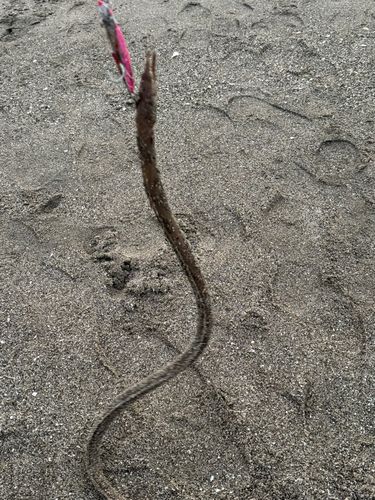 ダイナンウミヘビの釣果
