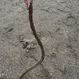 ダイナンウミヘビ