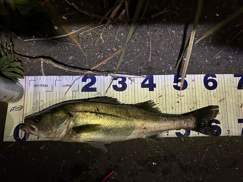 シーバスの釣果