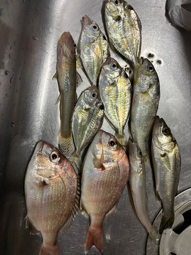 チャリコの釣果