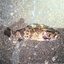 タケノコメバル