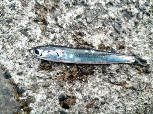 カタクチイワシの釣果