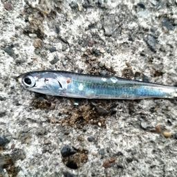 カタクチイワシ