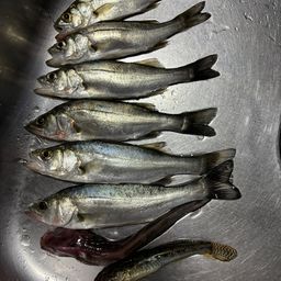 セイゴ（マルスズキ）