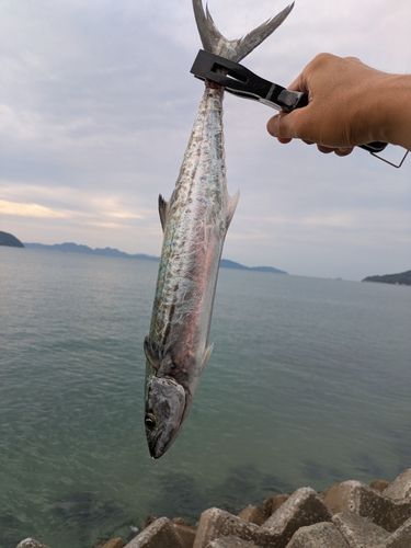 サゴシの釣果