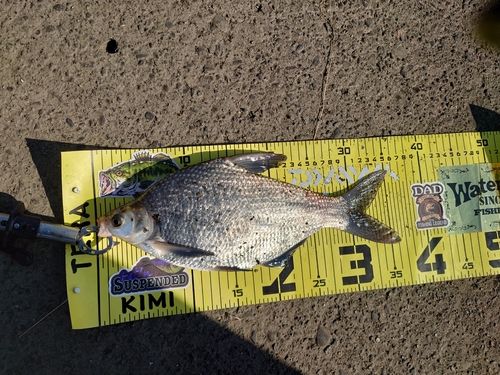 ダントウボウの釣果