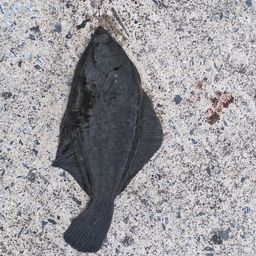 クロガシラガレイ