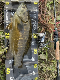 スモールマウスバスの釣果