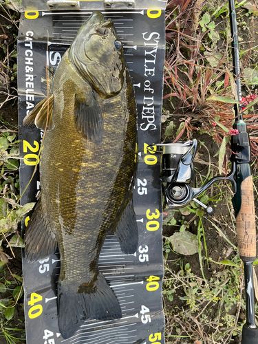 スモールマウスバスの釣果