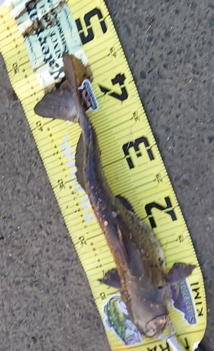 アメリカンキャットフィッシュの釣果