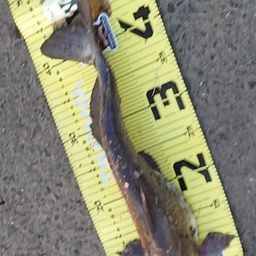 アメリカンキャットフィッシュ