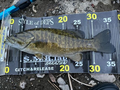 スモールマウスバスの釣果
