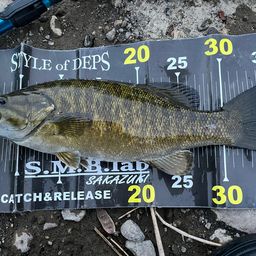 スモールマウスバス