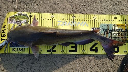 アメリカンキャットフィッシュの釣果