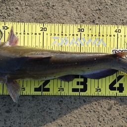 アメリカンキャットフィッシュ