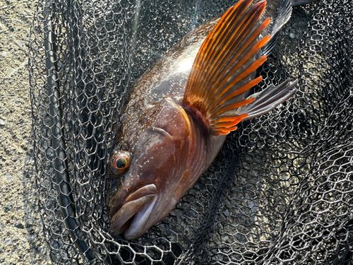 アイナメの釣果