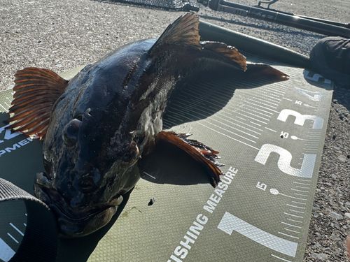 アイナメの釣果