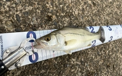 セイゴ（マルスズキ）の釣果