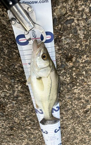 セイゴ（マルスズキ）の釣果