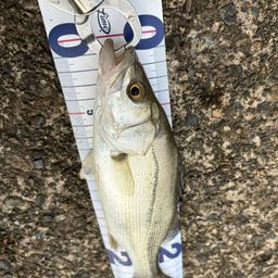 セイゴ（マルスズキ）