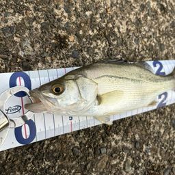 セイゴ（マルスズキ）