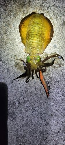 アオリイカの釣果