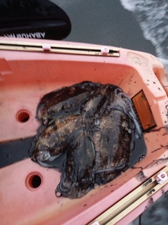 モンゴウイカの釣果