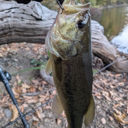 ラージマウスバス