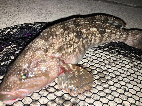 アイナメの釣果