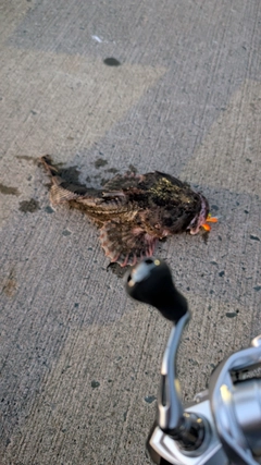 トゲカジカの釣果