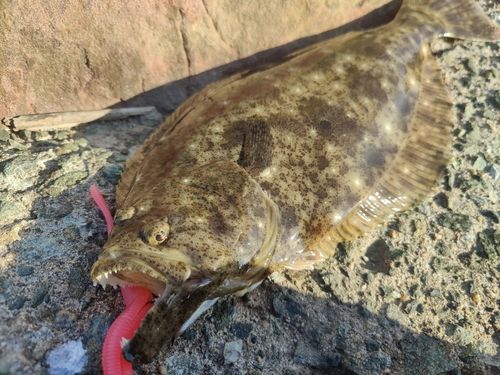 ヒラメの釣果