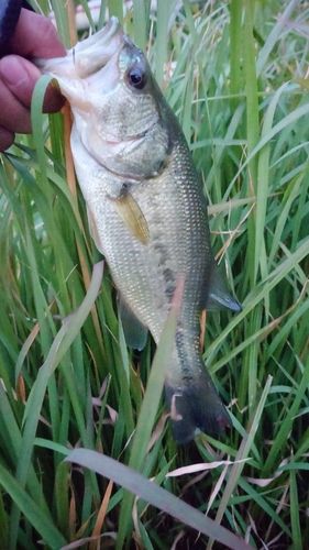 新川（霞ヶ浦）