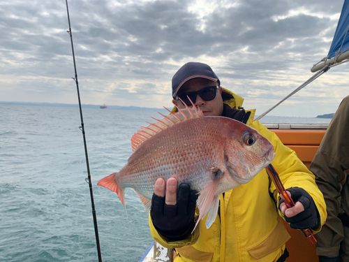 マダイの釣果