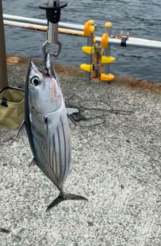 ハガツオの釣果