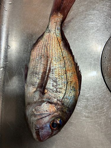 マダイの釣果