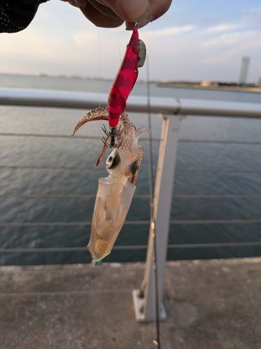 ヒイカの釣果
