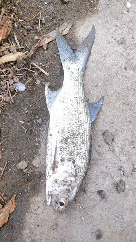 ツバメコノシロの釣果