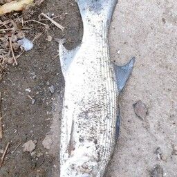 ツバメコノシロ