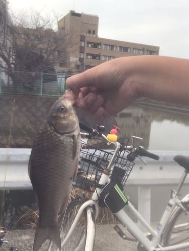 フナの釣果