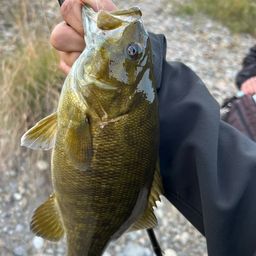 スモールマウスバス