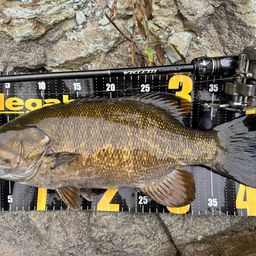 スモールマウスバス