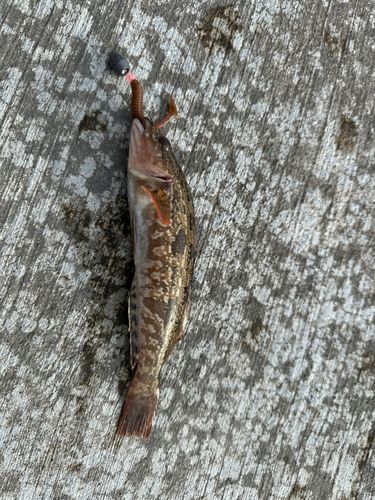 アイナメの釣果