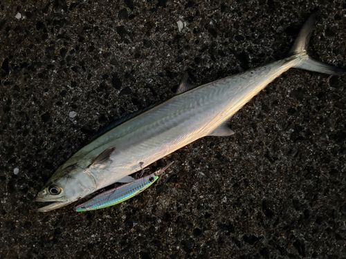 サゴシの釣果