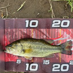 ラージマウスバス