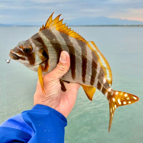タカノハダイの釣果