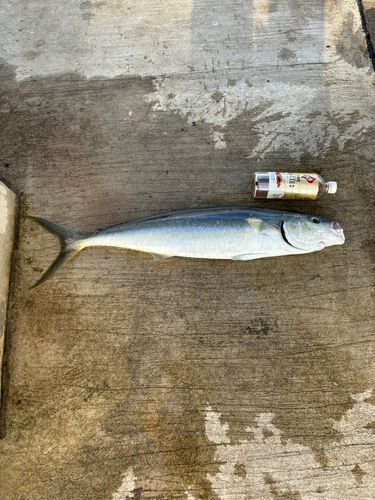 ツムブリの釣果