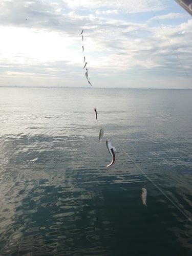 カタクチイワシの釣果