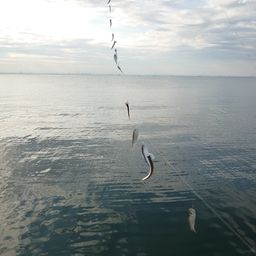 カタクチイワシ