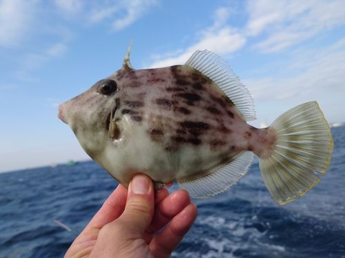 カワハギの釣果